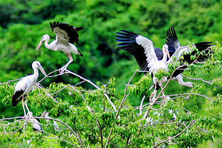 Hanoi - Tam Coc - Thung Nham Bird Watching photo 3